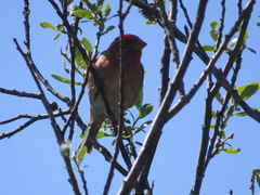 Haemorhous purpureus californicus