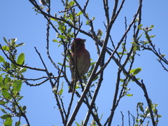 Haemorhous purpureus californicus