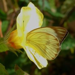 Pavonia cancellata