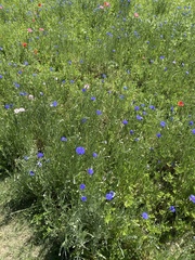 Centaurea cyanus