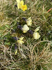 Viola lutea