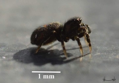 Salticidae