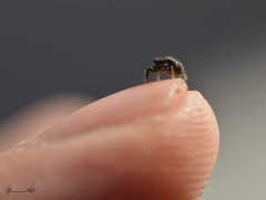 Salticidae