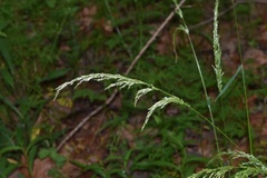 Sphenopholis intermedia