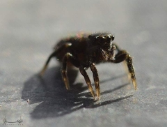 Salticidae