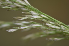 Sphenopholis intermedia