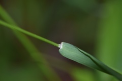 Sphenopholis intermedia