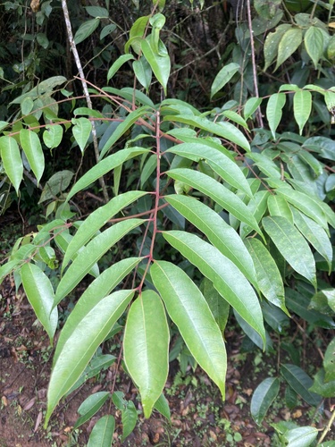 Toxicodendron striatum, photograph 6
