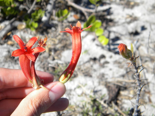 Image of Tylecodon grandiflorus by no rights reserved
