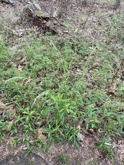 Sphenopholis intermedia