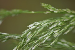 Sphenopholis intermedia