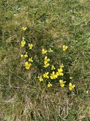 Viola lutea