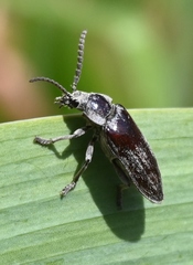 Dascillus davidsoni