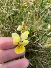 Viola lutea