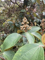 Miconia caudata