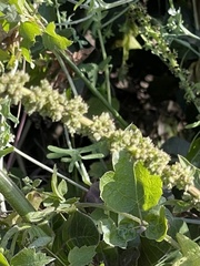 Blitum californicum