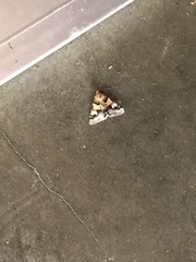 Drasteria pallescens