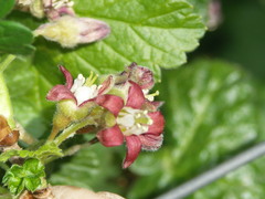 Ribes × nidigrolaria