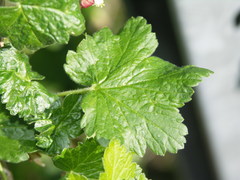 Ribes × nidigrolaria