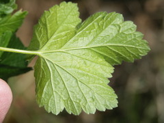 Ribes × nidigrolaria