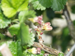 Ribes × nidigrolaria