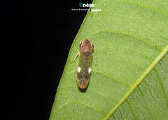 Oncometopia facialis