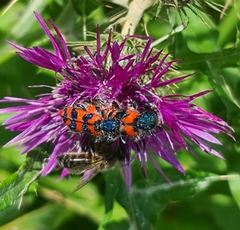 Trichodes umbellatarum