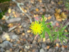 Senecio tricuspidatus