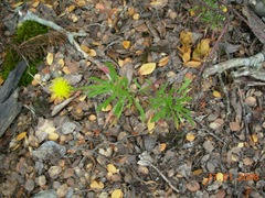 Senecio tricuspidatus