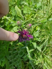 Trichodes umbellatarum