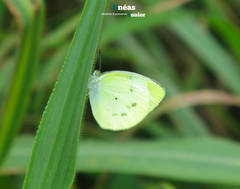 Eurema agave pallida