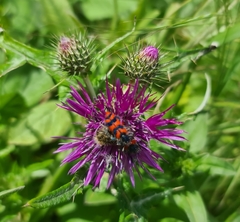 Trichodes umbellatarum