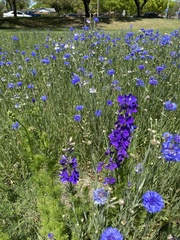 Delphinium ajacis