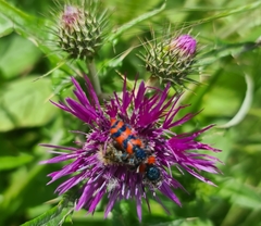 Trichodes umbellatarum