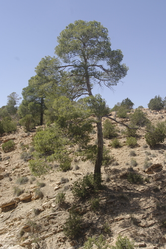 Aleppo pine
