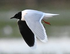 Little Gull photo 5