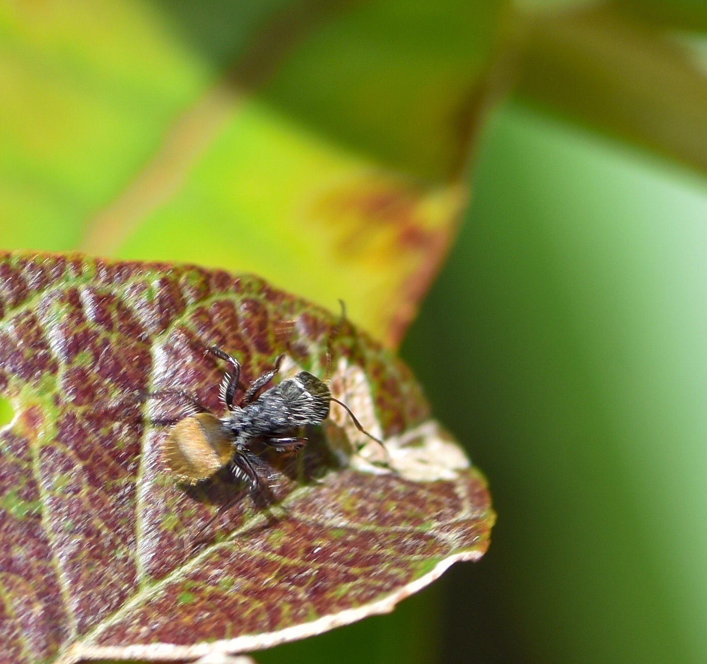 Camponotus gilviventris