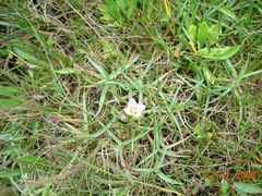 Gentianella magellanica