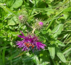 Trichodes umbellatarum