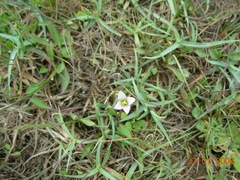 Gentianella magellanica
