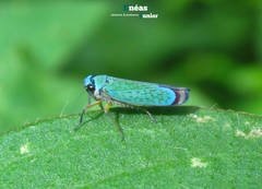 Versigonalia ruficauda