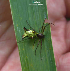 Micrathena nigrichelis