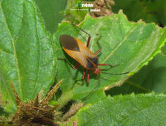 Hypselonotus bitrianguliger
