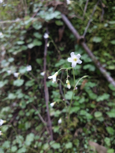 Image of Romanzoffia californica by no rights reserved