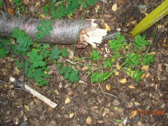 Acaena ovalifolia