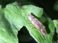 Conoderus fuscofasciatus