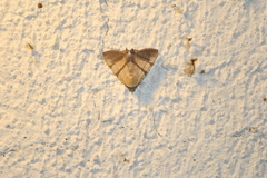 Eulepidotis julianata