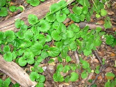 Dysopsis glechomoides