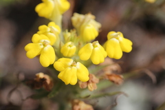 Castilleja campestris