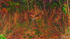 Macropsalis forcipata